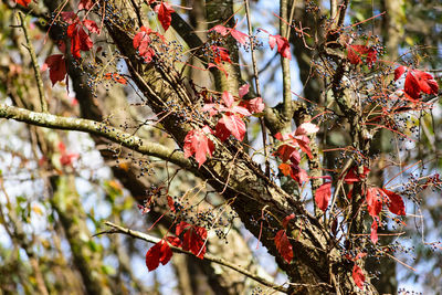 Low angle view of red flower tree