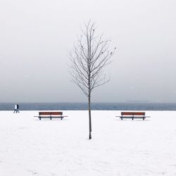 Scenic view of tree against sky during winter