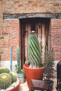 Potted plants on window of building