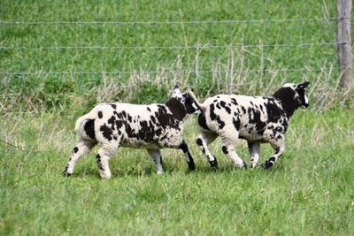 Flock of sheep in a field