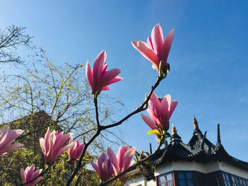 Low angle view of pink flowering plants against sky