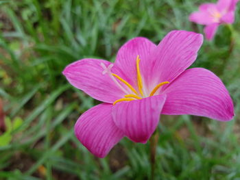 Close-up of pink flower