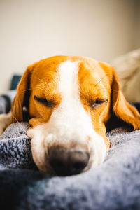 Close-up of a dog sleeping