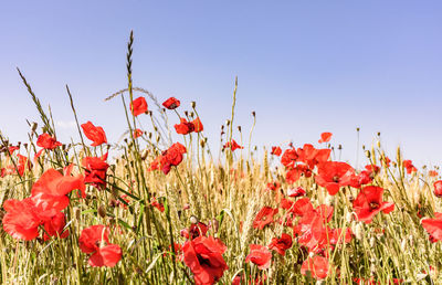 Close-up of red poppy flowers blooming in field against clear sky