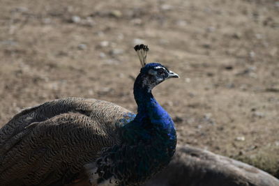 Close-up of peacock