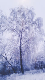 Bare trees on snow covered land