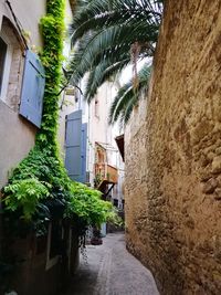 Alley amidst palm trees