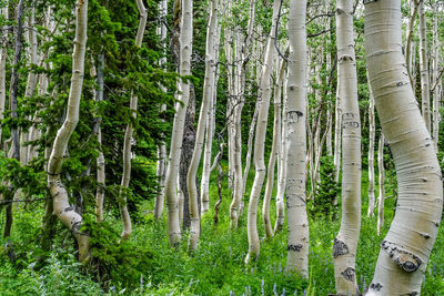 View of trees in forest