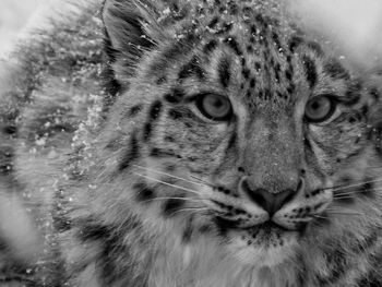 Close-up portrait of snow leopard