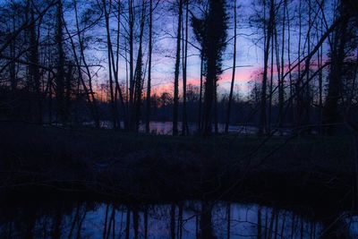 Reflection of trees in lake