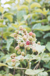 Close-up of flowers