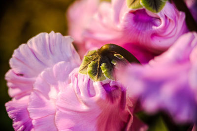 Close-up of pink cyclamens growing outdoors