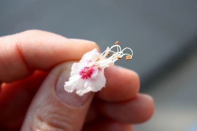 Close-up of hand holding seedling