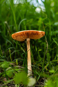 fungus