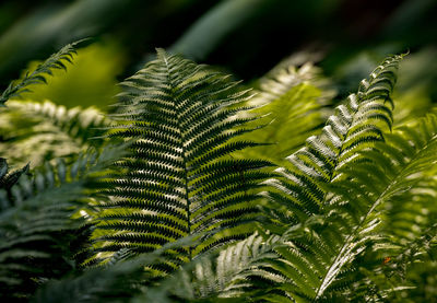 Close-up of fern leaves on tree