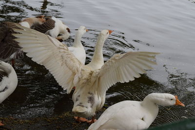 High angle view of white swans swimming in lake