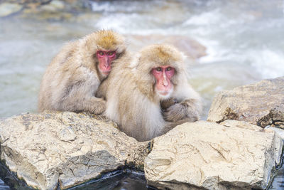 Monkeys soaking at hakodate is popular hot spring. monkey family on hakodate mountain in japan.