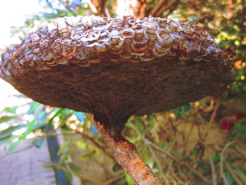 Close-up of tree trunk