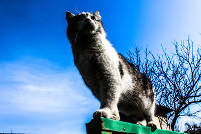 Low angle view of horse against blue sky