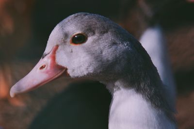 Close-up of a duck