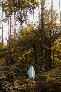 View of trees in forest during autumn