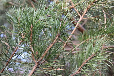 Close-up of pine tree