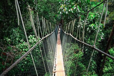 View of rope bridge in forest