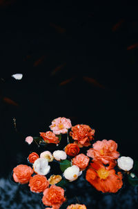 High angle view of flowering plants floating on water