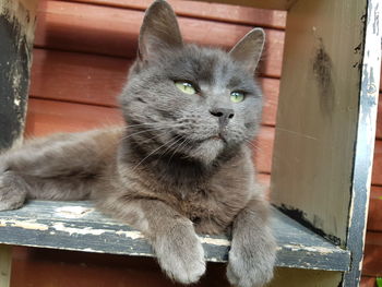 Close-up portrait of cat sitting outdoors