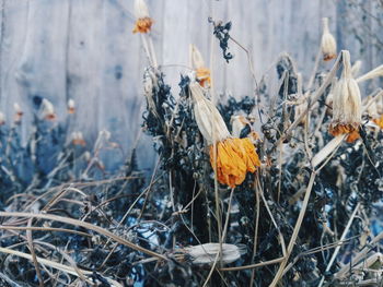 Close-up of dry plants on field