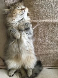 Close-up of cat sitting on floor