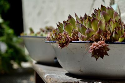 Close-up of cactus plant