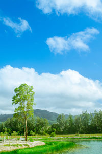 Trees on field against sky