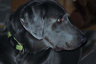 Close-up of a dog looking away