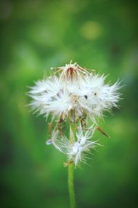 Close-up of honey bee on flower