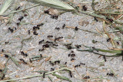 High angle view of insect on plant