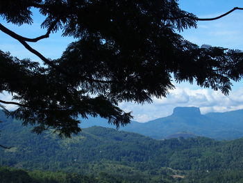 Low angle view of trees on mountain