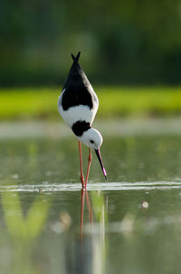 Bird perching on a lake