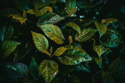 Full frame shot of leaves