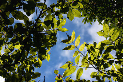Low angle view of leaves against sky