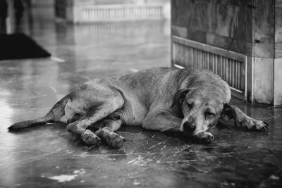 Close-up of dog sleeping on floor