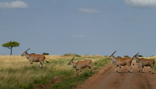 Eland antelopes jumping across a dirt road in single file, each antelope in a different ppose of jum