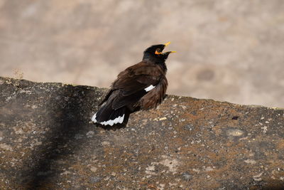 Bird perching on rock