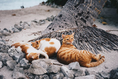 Full length of a cat lying on rock