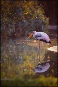 Bird in water