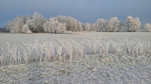 frost