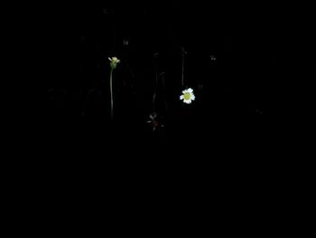 Close-up of flowering plant against black background