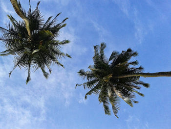 Low angle view of palm tree against sky