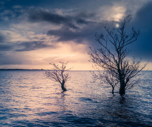 Bare tree by sea against sky during sunset