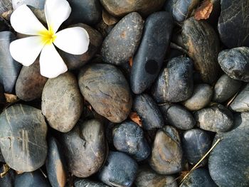 Full frame shot of flowers